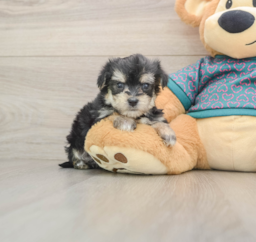 7 week old Morkie Puppy For Sale - Florida Fur Babies