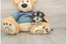 Petite Morkie Designer Pup