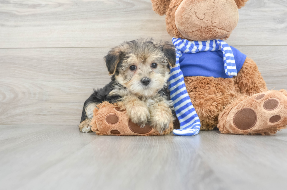 8 week old Morkie Puppy For Sale - Florida Fur Babies