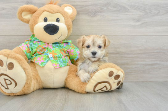 Hypoallergenic Yorktese Designer Puppy