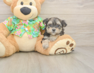 7 week old Morkie Puppy For Sale - Florida Fur Babies