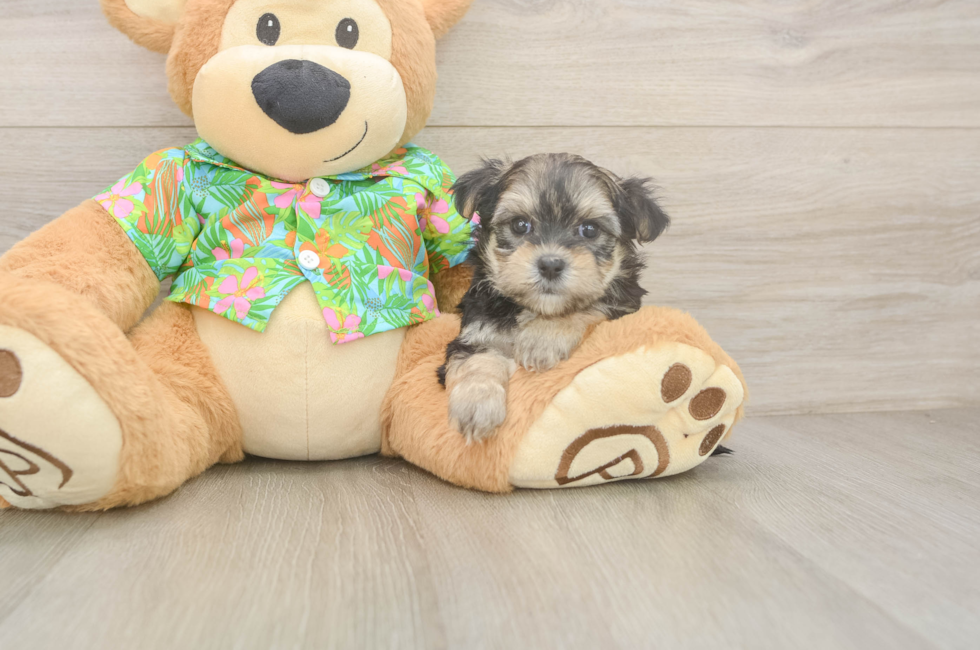 7 week old Morkie Puppy For Sale - Florida Fur Babies