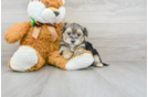 Meet Hootie - our Morkie Puppy Photo 1/3 - Florida Fur Babies