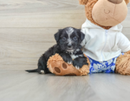 6 week old Morkie Puppy For Sale - Florida Fur Babies