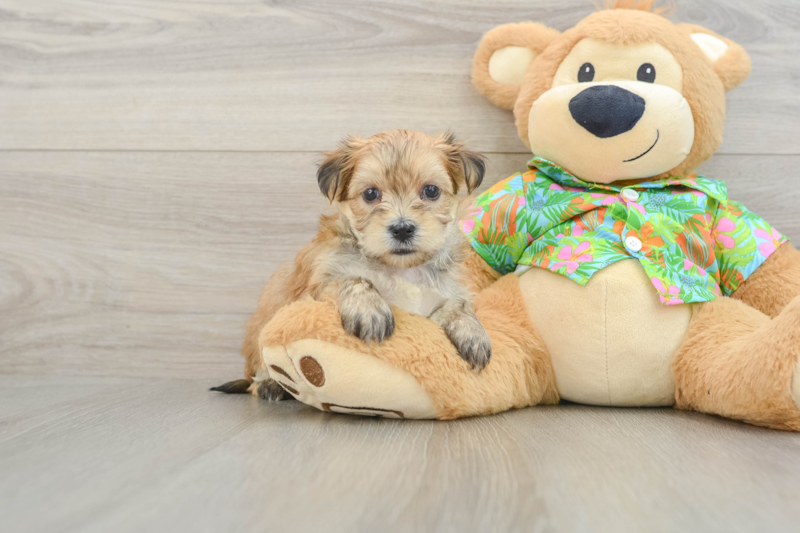 Meet Hud - our Morkie Puppy Photo 1/3 - Florida Fur Babies