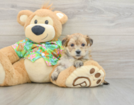 5 week old Morkie Puppy For Sale - Florida Fur Babies