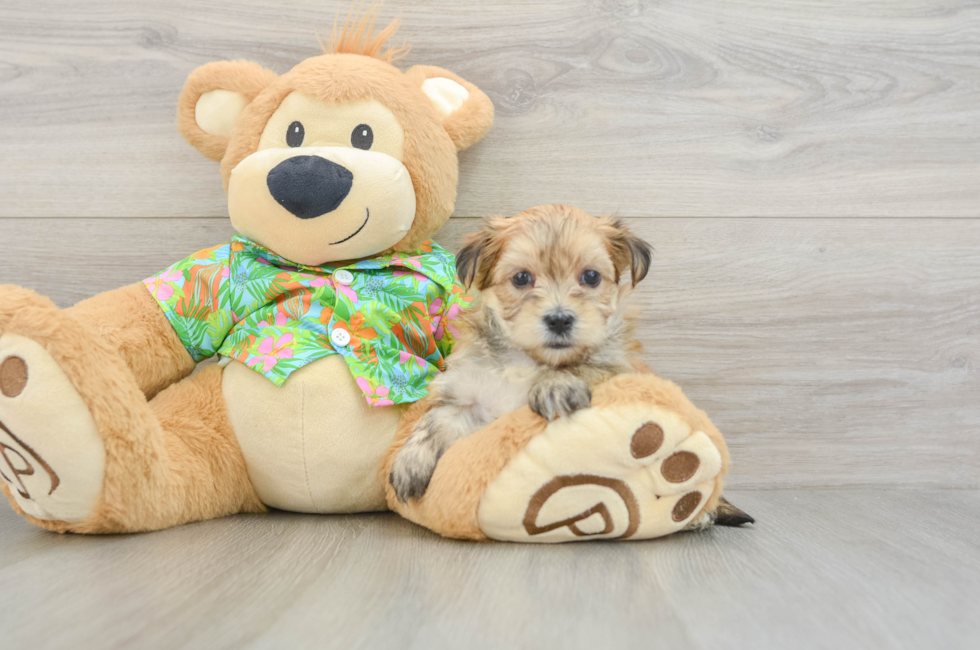 5 week old Morkie Puppy For Sale - Florida Fur Babies
