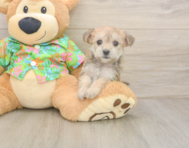8 week old Morkie Puppy For Sale - Florida Fur Babies