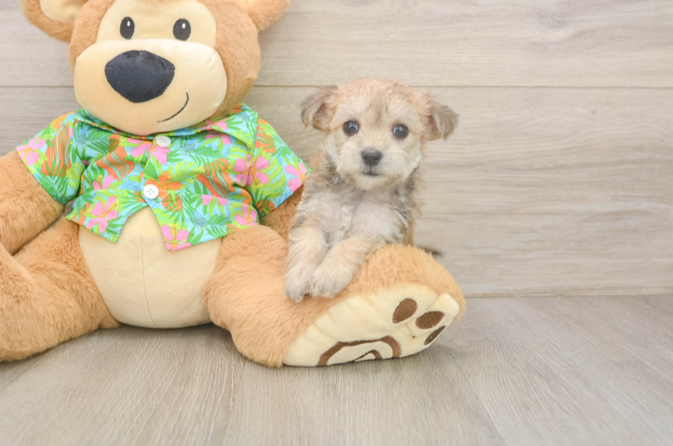 7 week old Morkie Puppy For Sale - Florida Fur Babies