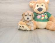 5 week old Morkie Puppy For Sale - Florida Fur Babies