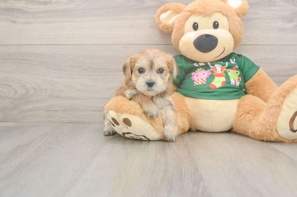 5 week old Morkie Puppy For Sale - Florida Fur Babies