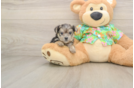 Little Maltese Yorkie Mix Designer Puppy