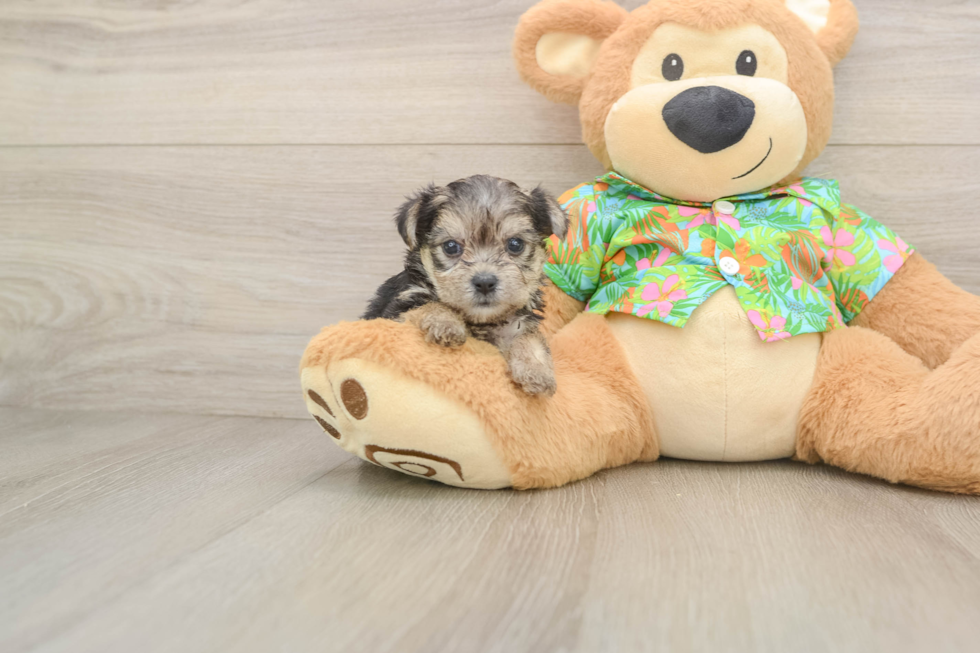 Little Maltese Yorkie Mix Designer Puppy