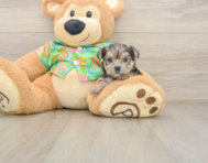 7 week old Morkie Puppy For Sale - Florida Fur Babies
