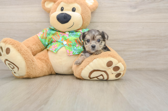 Cute Morkie Baby