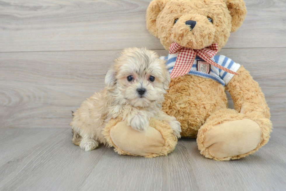 Best Morkie Baby