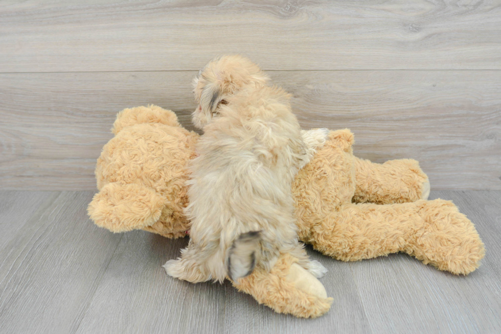 Playful Yorkie Designer Puppy