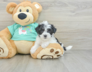 6 week old Morkie Puppy For Sale - Florida Fur Babies