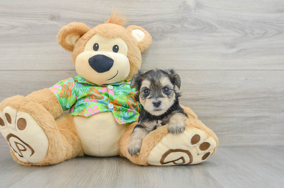 7 week old Morkie Puppy For Sale - Florida Fur Babies