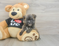 6 week old Morkie Puppy For Sale - Florida Fur Babies