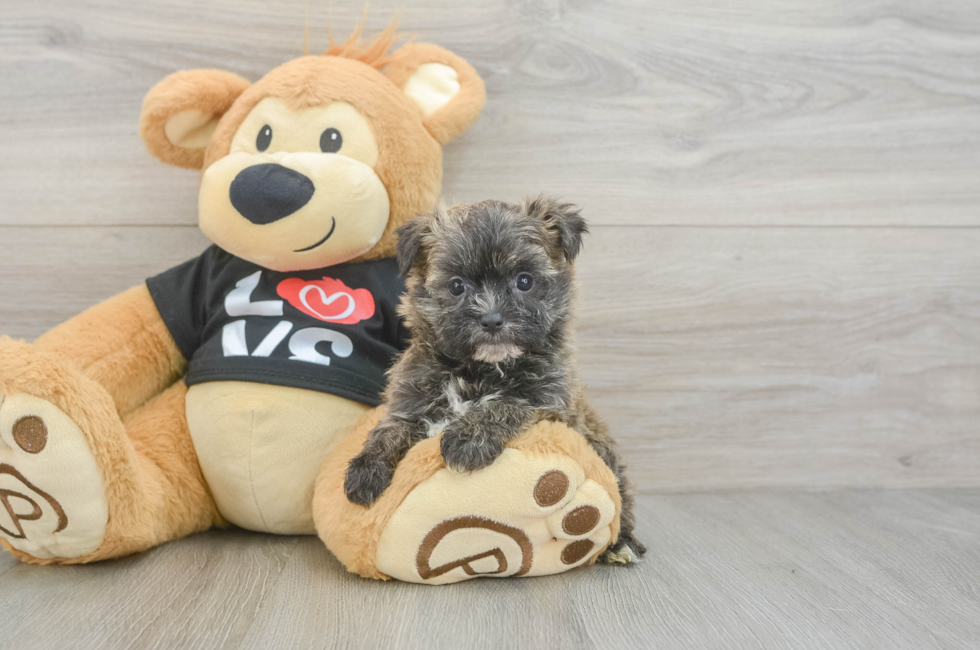 5 week old Morkie Puppy For Sale - Florida Fur Babies