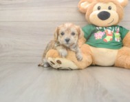 5 week old Morkie Puppy For Sale - Florida Fur Babies