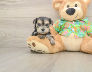 6 week old Morkie Puppy For Sale - Florida Fur Babies