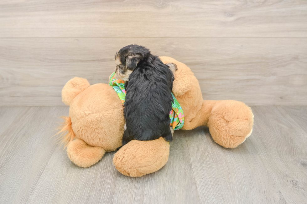 Petite Morkie Designer Pup