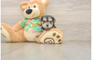 Morkie Puppy for Adoption