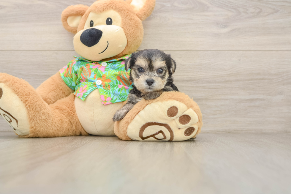 Morkie Puppy for Adoption