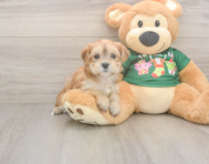 5 week old Morkie Puppy For Sale - Florida Fur Babies