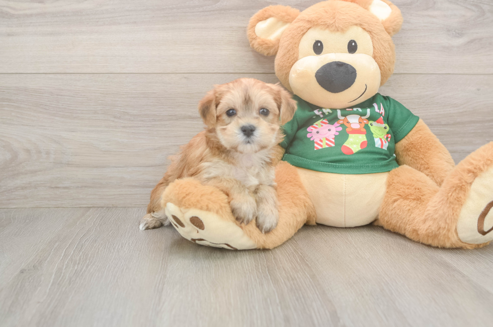 5 week old Morkie Puppy For Sale - Florida Fur Babies