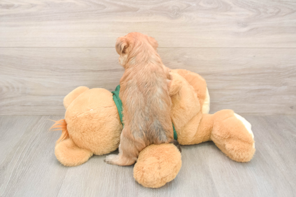 Petite Morkie Designer Pup