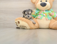 10 week old Morkie Puppy For Sale - Florida Fur Babies
