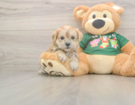 5 week old Morkie Puppy For Sale - Florida Fur Babies