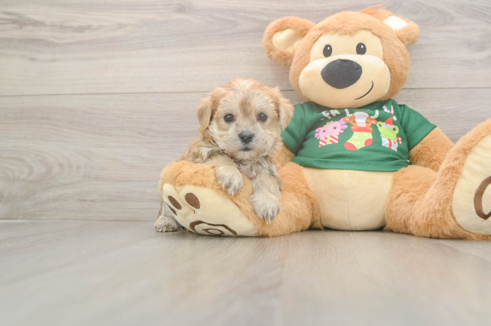 5 week old Morkie Puppy For Sale - Florida Fur Babies