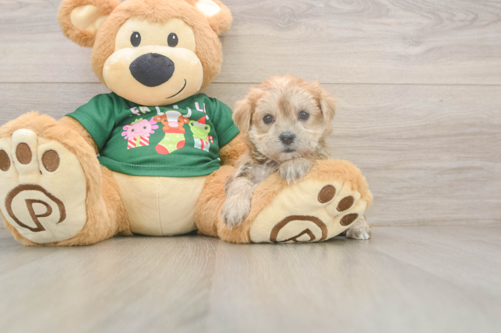 Morkie Pup Being Cute