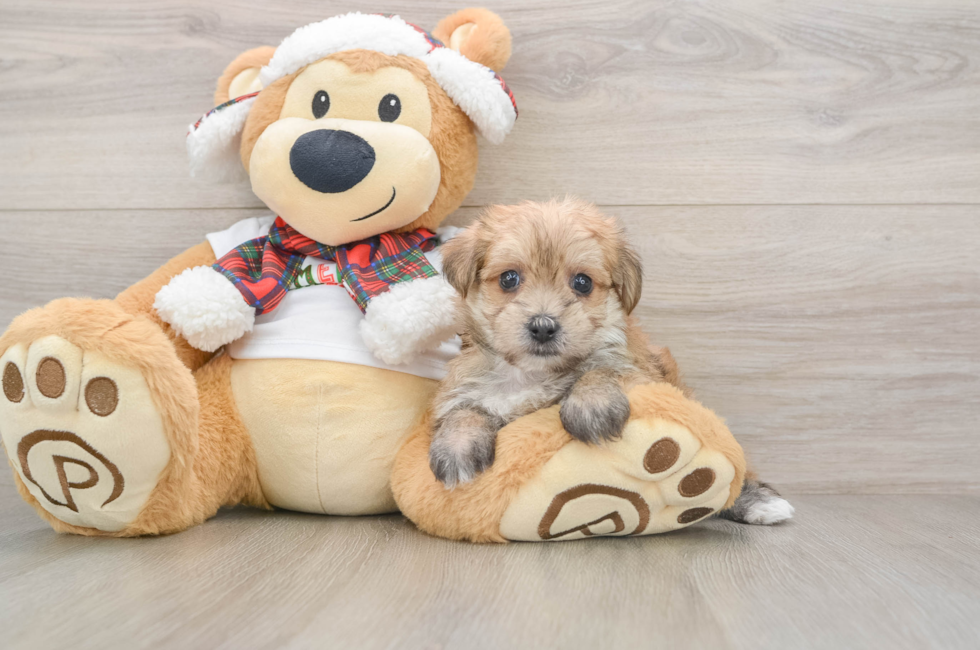 5 week old Morkie Puppy For Sale - Florida Fur Babies