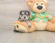 6 week old Morkie Puppy For Sale - Florida Fur Babies