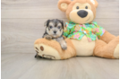 Playful Yortese Designer Puppy