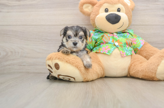 Playful Yortese Designer Puppy