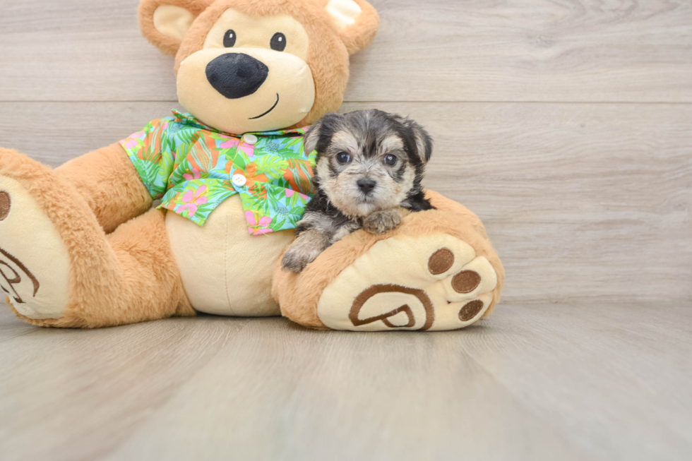 Morkie Pup Being Cute