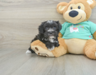 6 week old Morkie Puppy For Sale - Florida Fur Babies