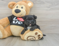 6 week old Morkie Puppy For Sale - Florida Fur Babies