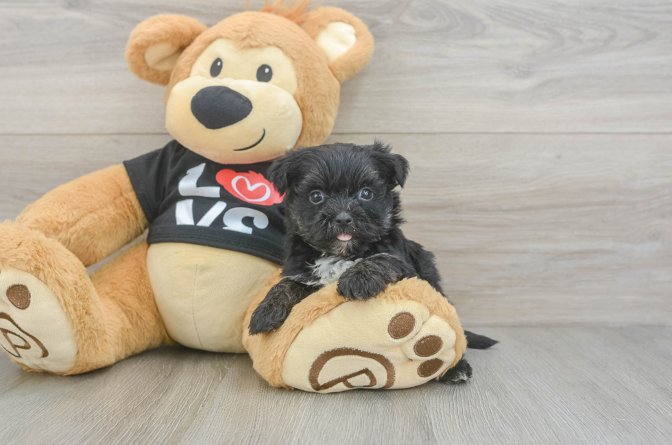 5 week old Morkie Puppy For Sale - Florida Fur Babies