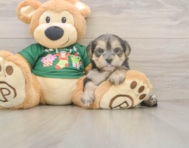 5 week old Morkie Puppy For Sale - Florida Fur Babies