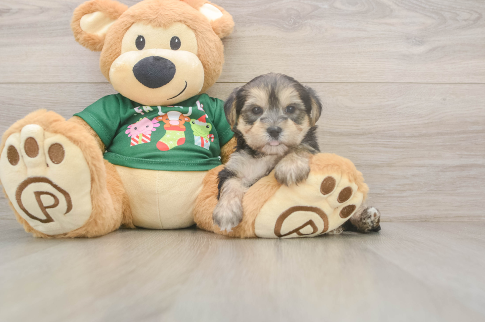 5 week old Morkie Puppy For Sale - Florida Fur Babies