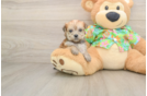Morkie Puppy for Adoption