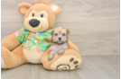 Best Morkie Baby