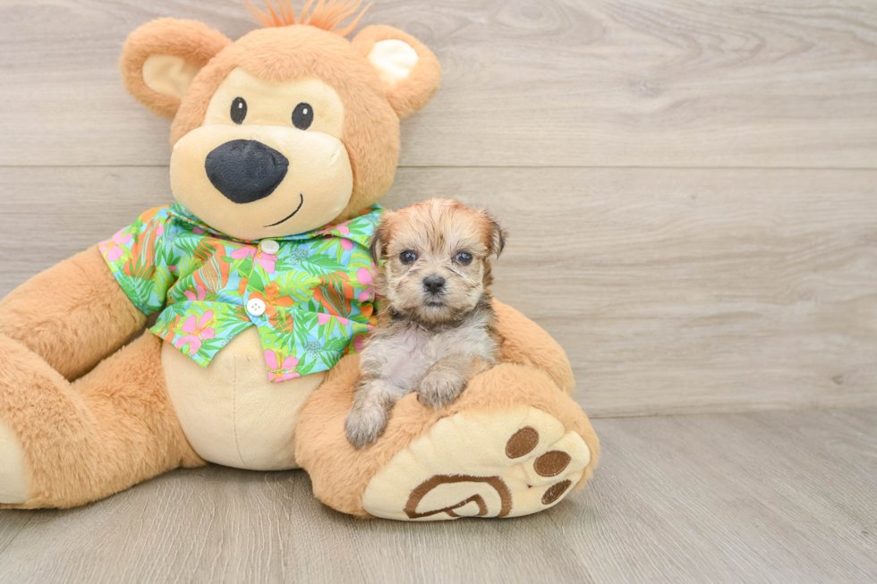 Best Morkie Baby